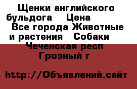 Щенки английского бульдога  › Цена ­ 60 000 - Все города Животные и растения » Собаки   . Чеченская респ.,Грозный г.